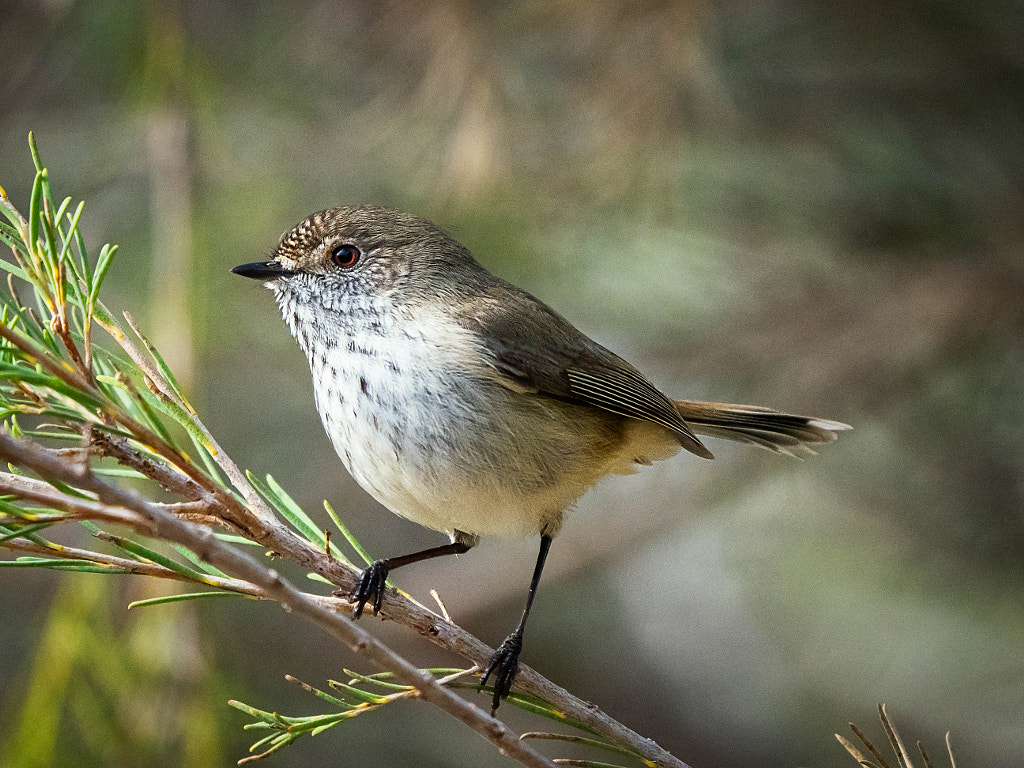 Inland Thornbill by Paul Amyes on 500px.com