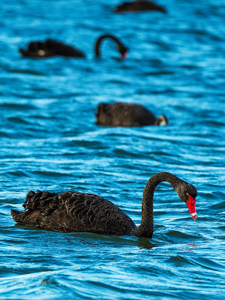 Black Swans by Paul Amyes on 500px.com