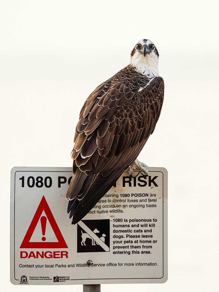 1080 Poison Risk by Paul Amyes on 500px.com
