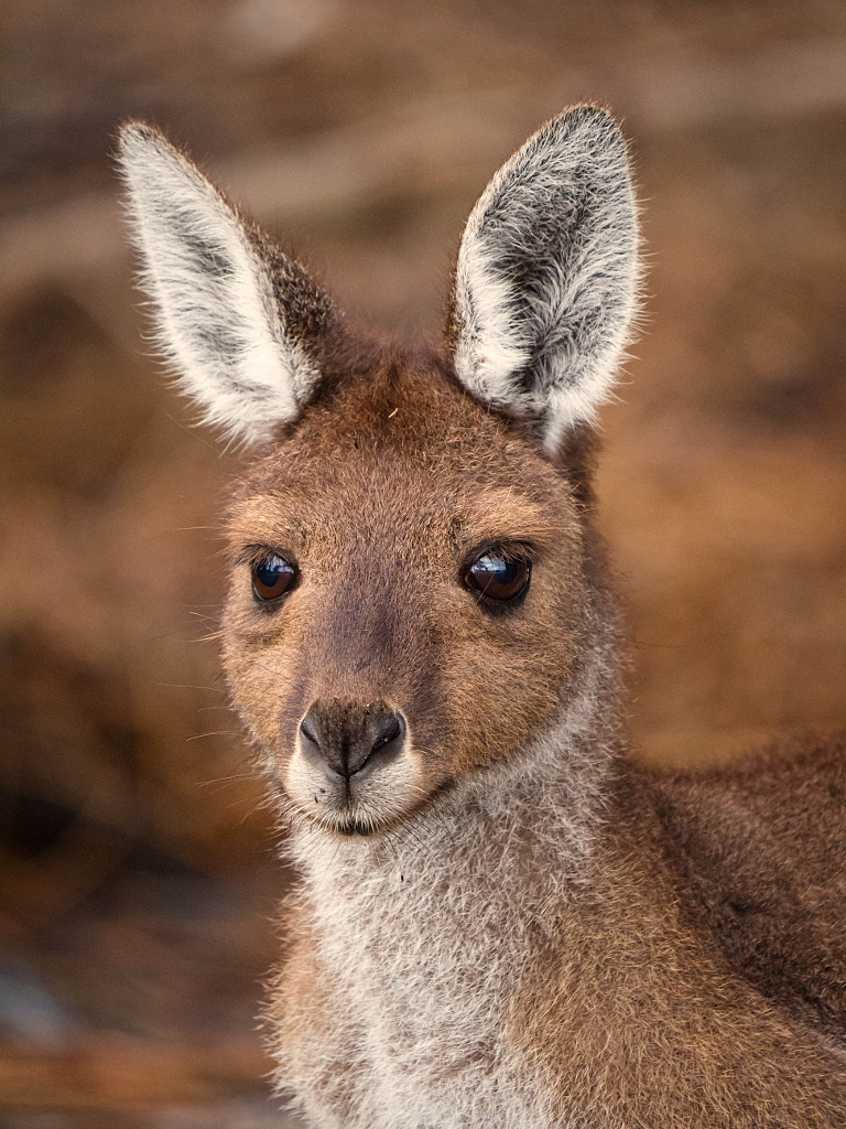 Western Grey Kangaroo by Paul Amyes on 500px.com