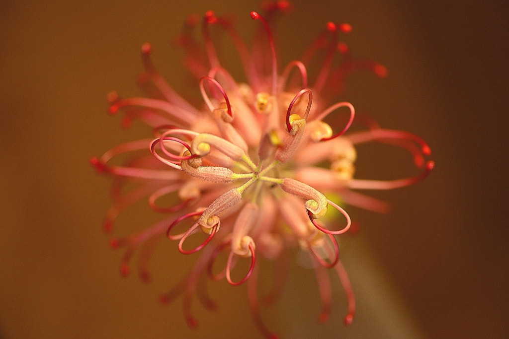 red flowers by Wade WU on 500px.com