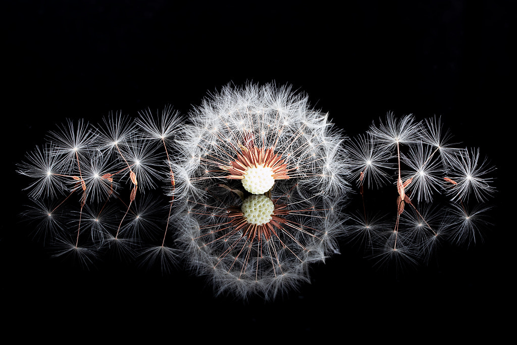 Dandelion by Kanagasabai C on 500px.com