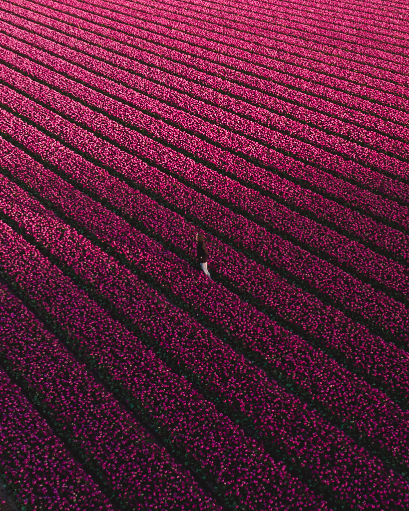 Surrounded by pink by Mike Tesselaar on 500px.com