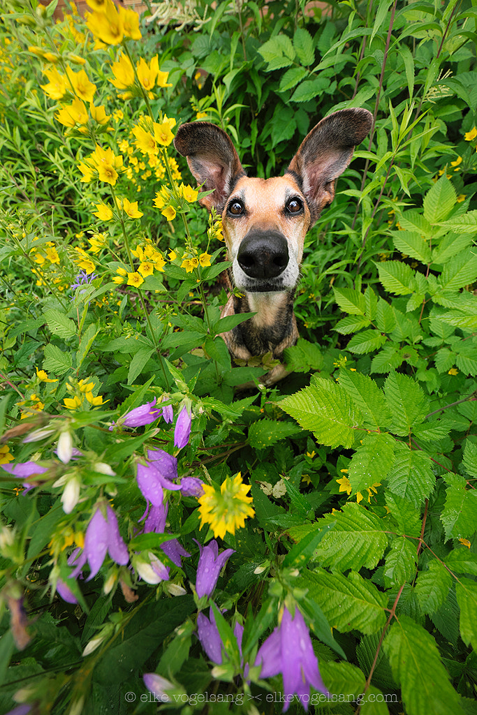 Canin-chen by Elke Vogelsang on 500px.com