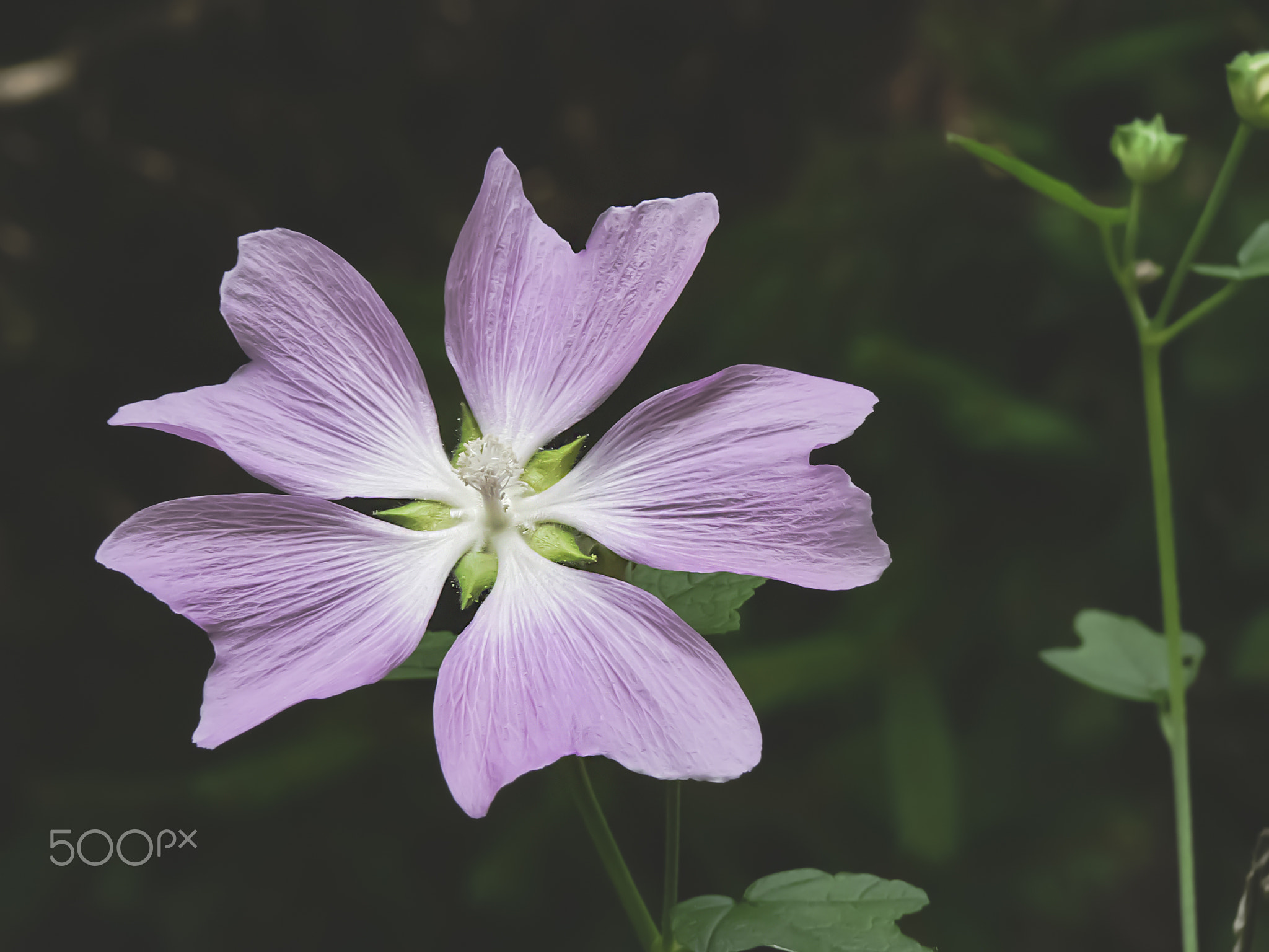 Close up picture of violet flower