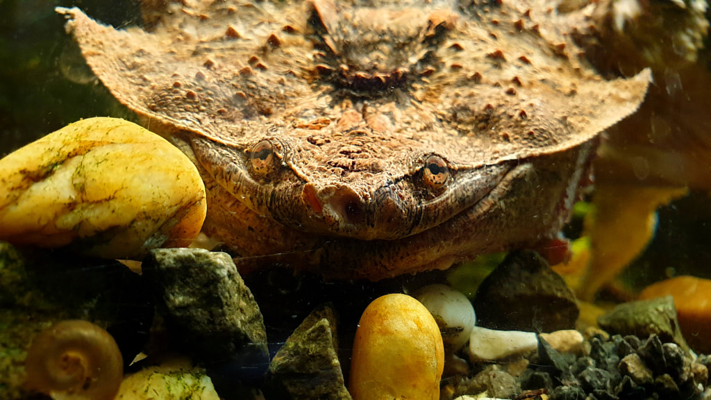 Mata Mata Turtle (Chelus Fimbriatus) by Batta Krisztián on 500px.com