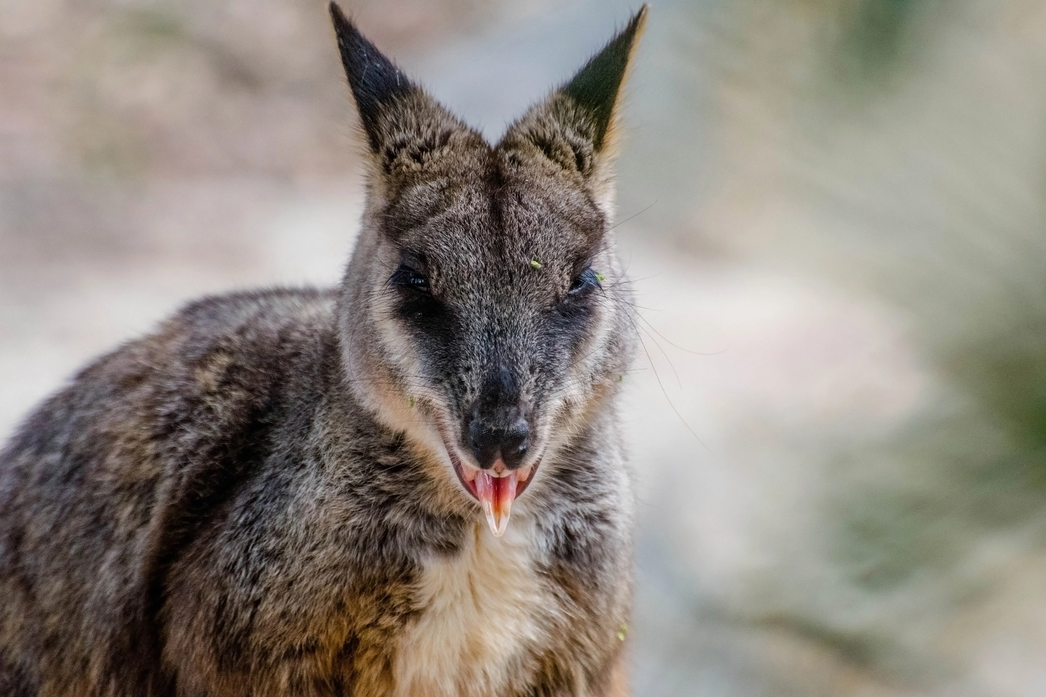 Wallaby tongue! by Lyss - Photo 101811569 / 500px