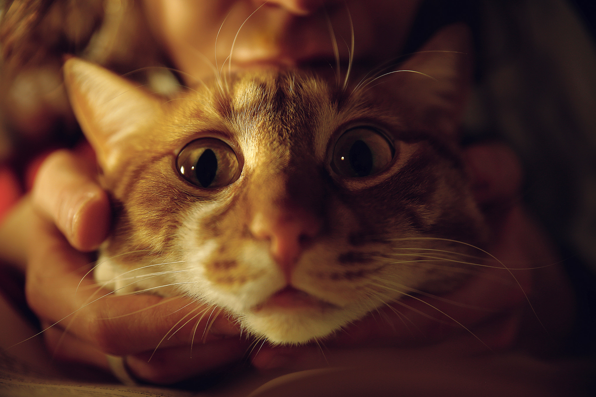 Confused Cat by Aytug ULUTURK - Photo 101816645 / 500px