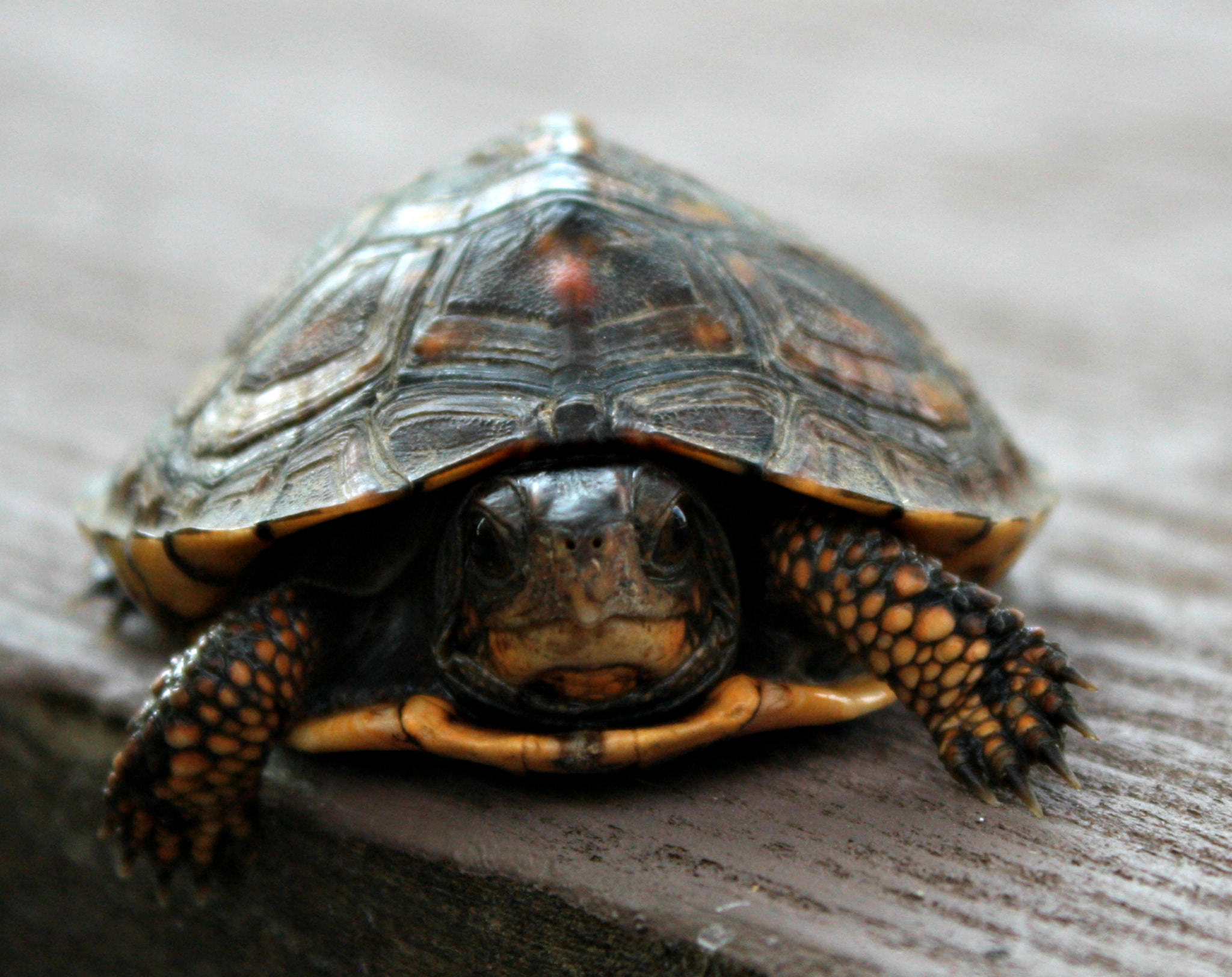 Download Baby Painted Turtle by Poppetography / 500px