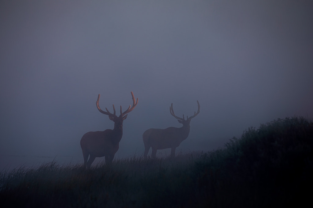 Elk at Sunrise by Jon Albert on 500px.com