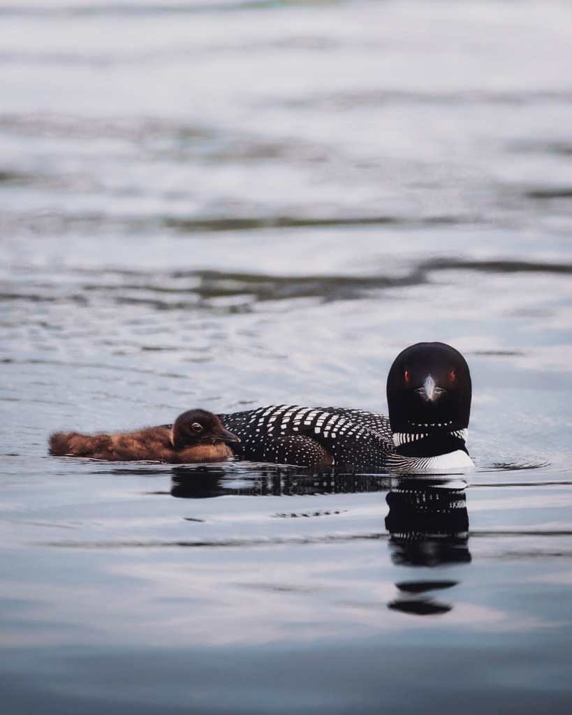 Loon Parent by Seth Macey on 500px.com