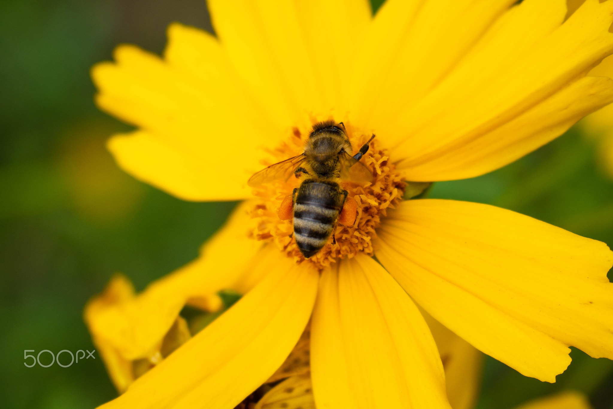 the bee collects nectar in the center of big yellow flower. Blurred