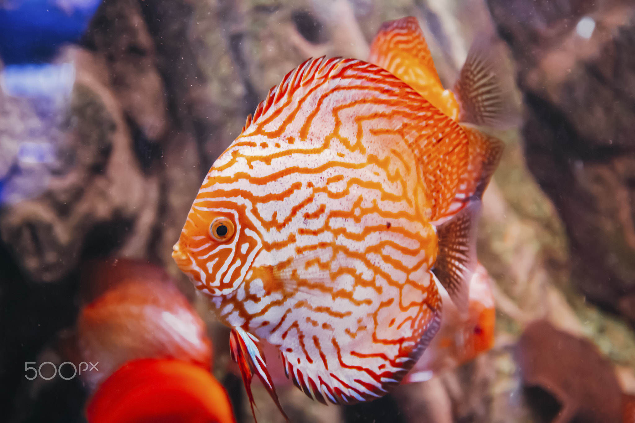 Close up picture of orange white fish in aquarium