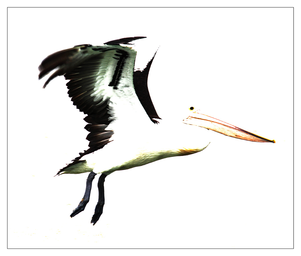 White Pelican by Justin B. on 500px.com