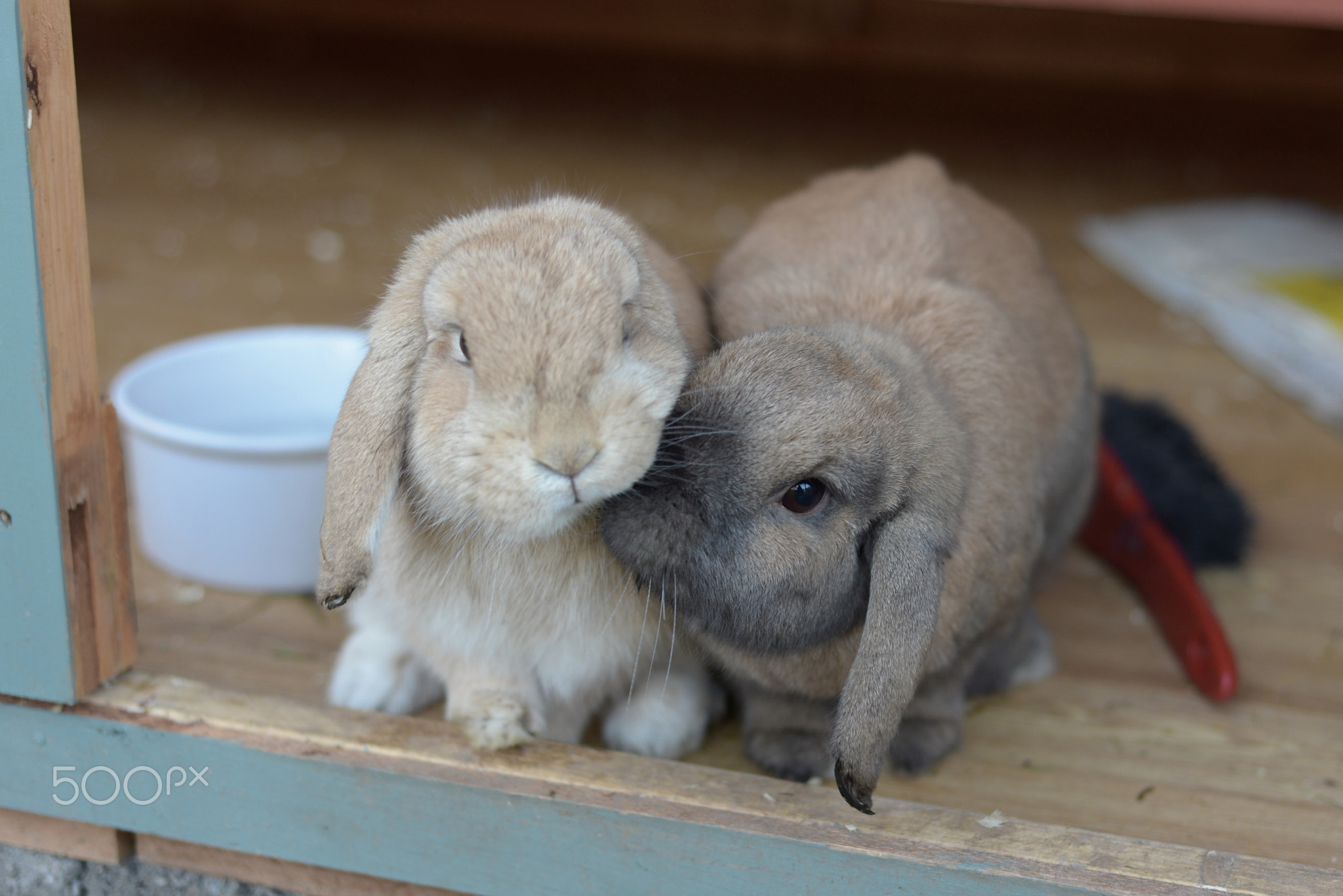 Two dwarf lop rabbits show affectionate nudge