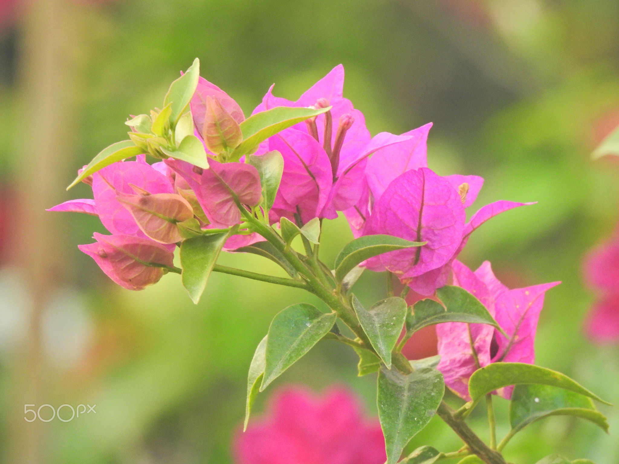 Bougainvillea Glabra