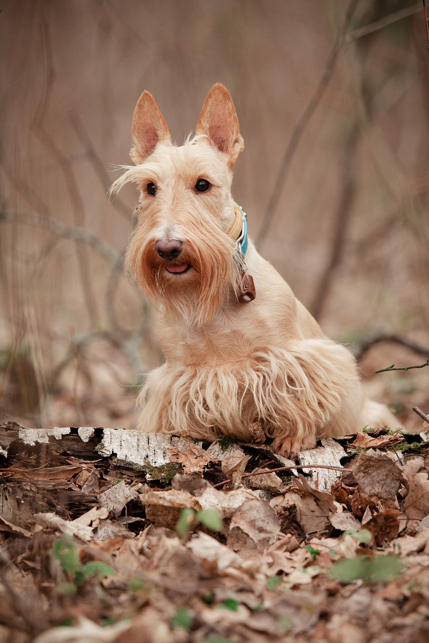 Wheat scotch terrier among dry autumn leaves