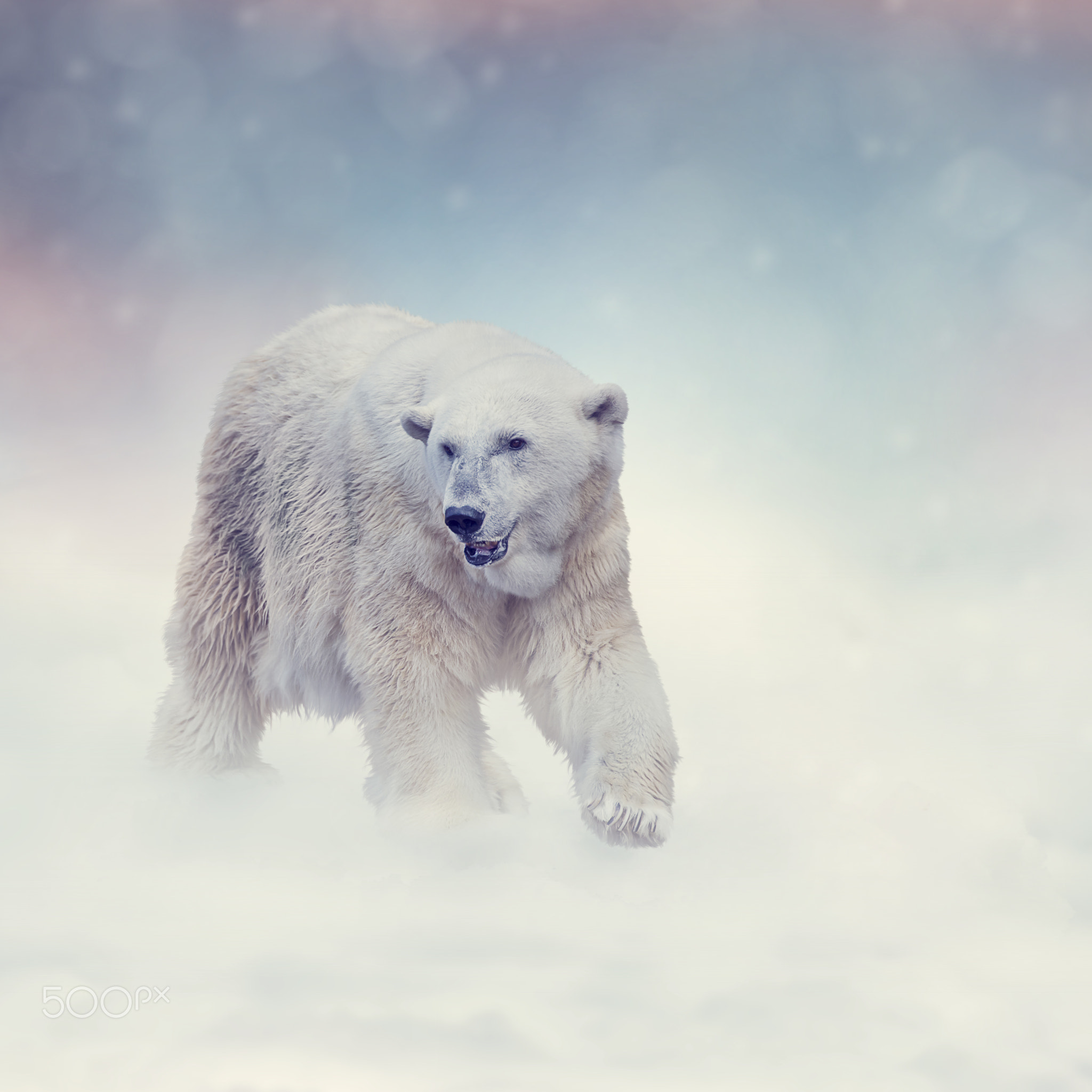 Large Polar bear walking on snow