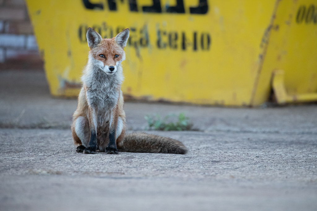 Red fox vixen sitting on pavement with a yellow skip in the background by Laura Galbraith on 500px.com