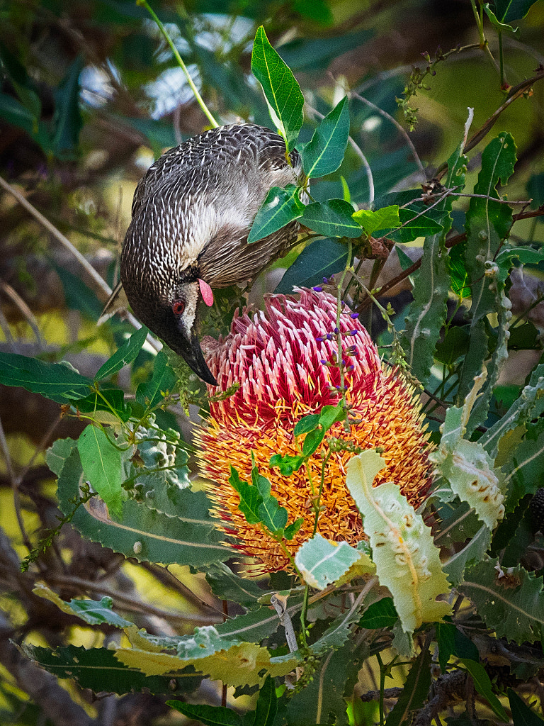 Doongorok by Paul Amyes on 500px.com