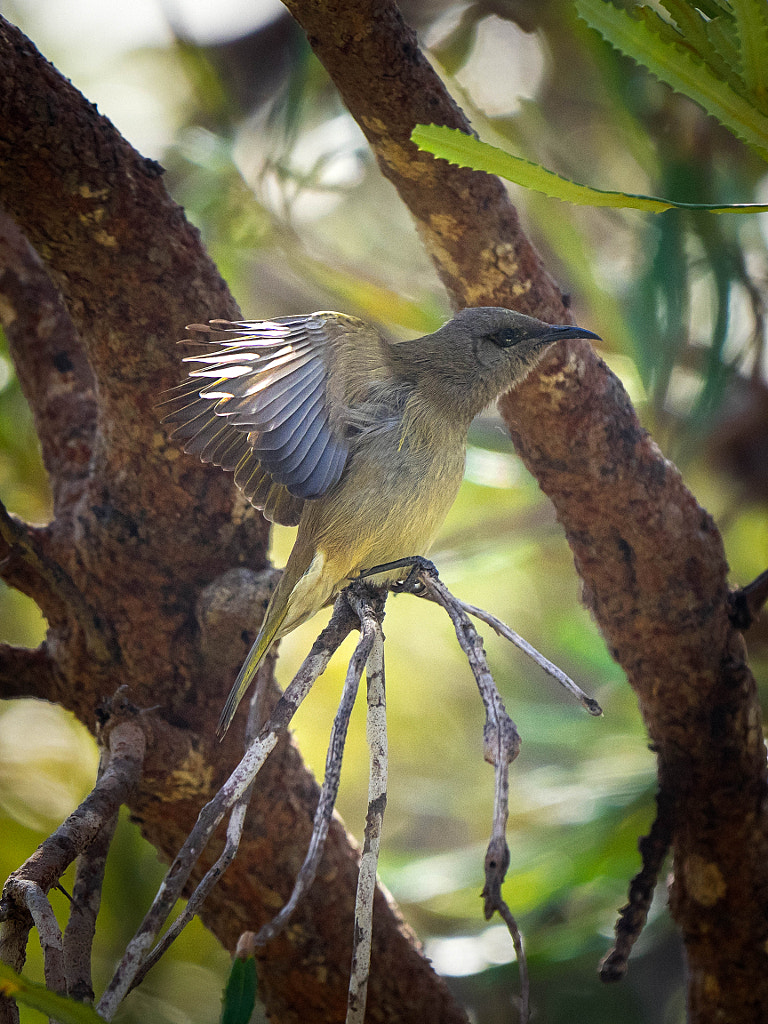 Djindjoko by Paul Amyes on 500px.com