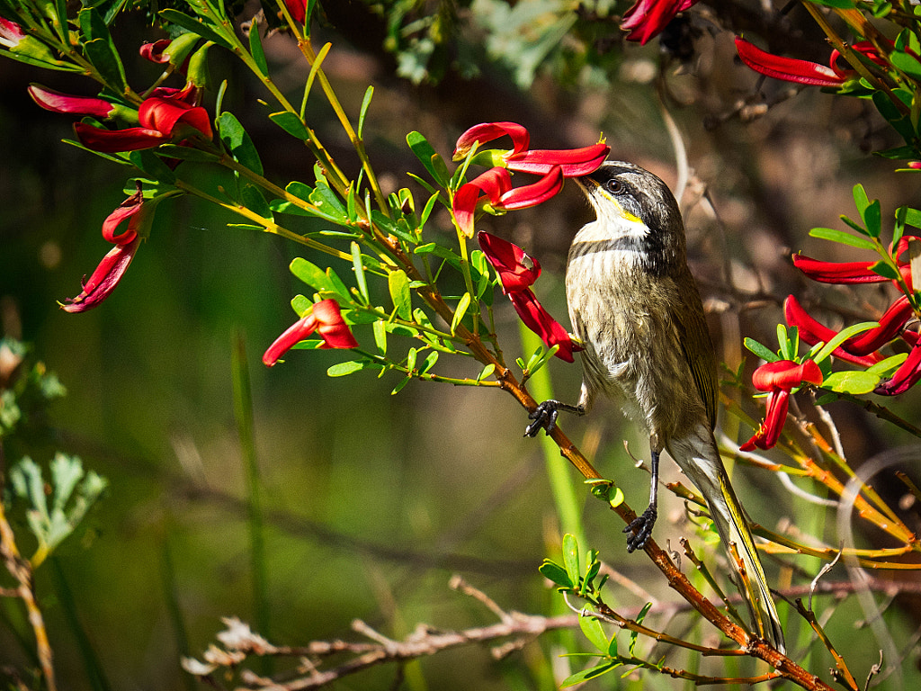 Dooromdorom by Paul Amyes on 500px.com