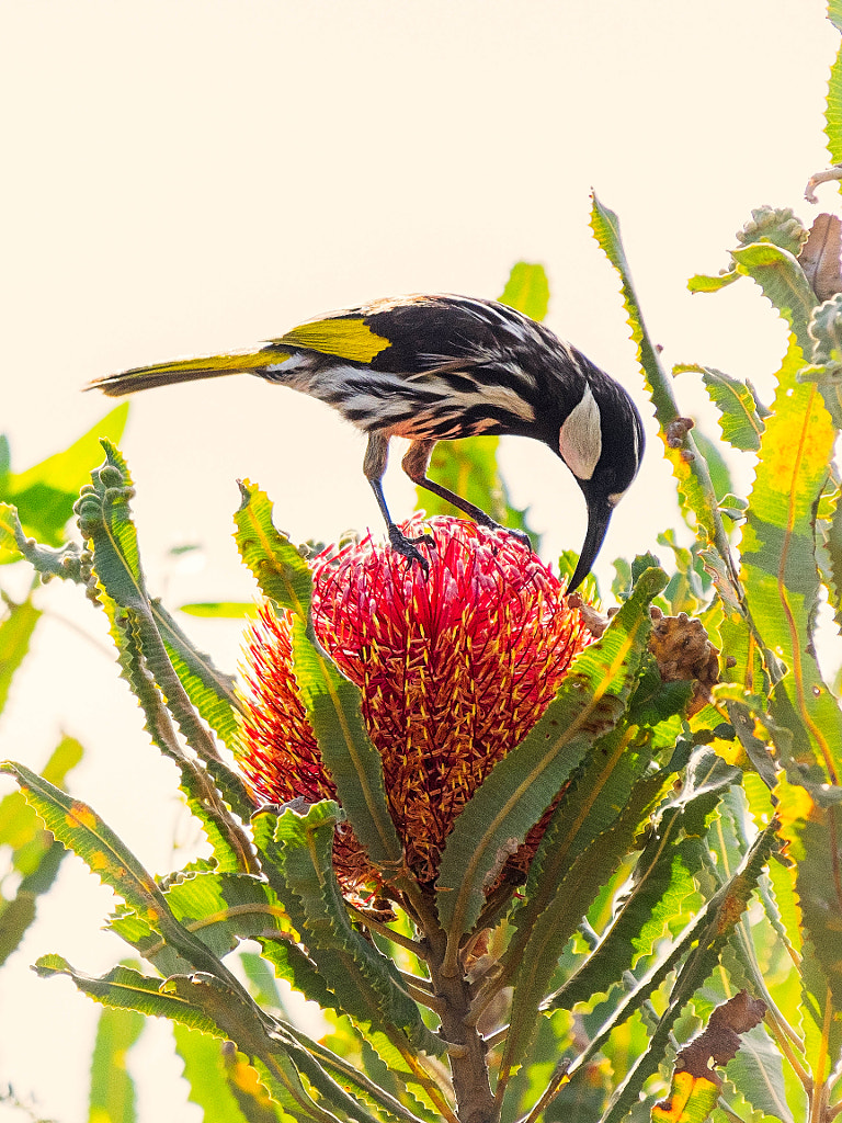 Bandin by Paul Amyes on 500px.com