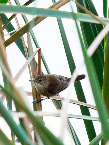 Koordjikotji by Paul Amyes on 500px.com
