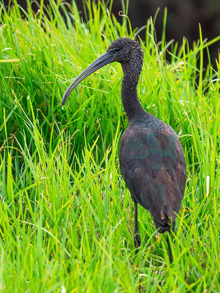Glossy Ibis by Paul Amyes on 500px.com