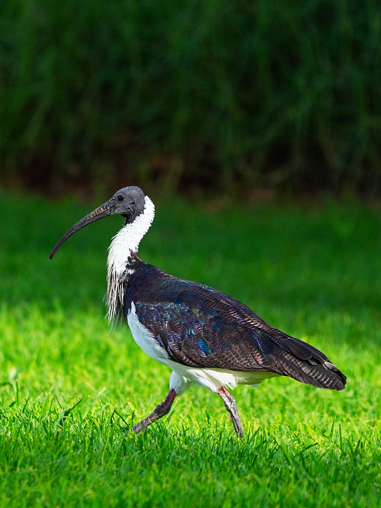 Straw-necked Ibis by Paul Amyes on 500px.com
