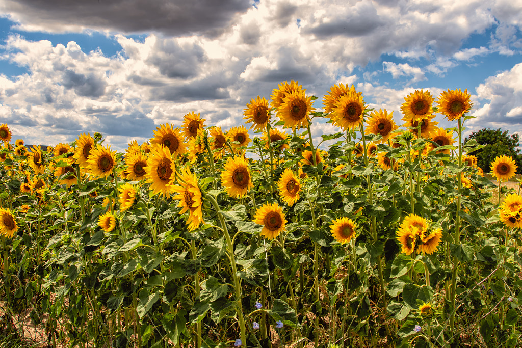sunflowers by haen son ⭐⭐⭕️⭐⭐ on 500px.com