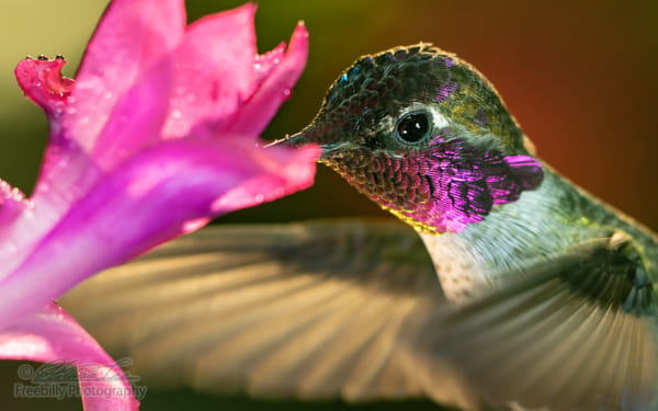Headshot of a beautiful male hummingbird visiting pink flower by William Freebilly photography 