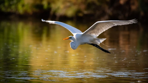 Great Egret by Andrew Bosak ()