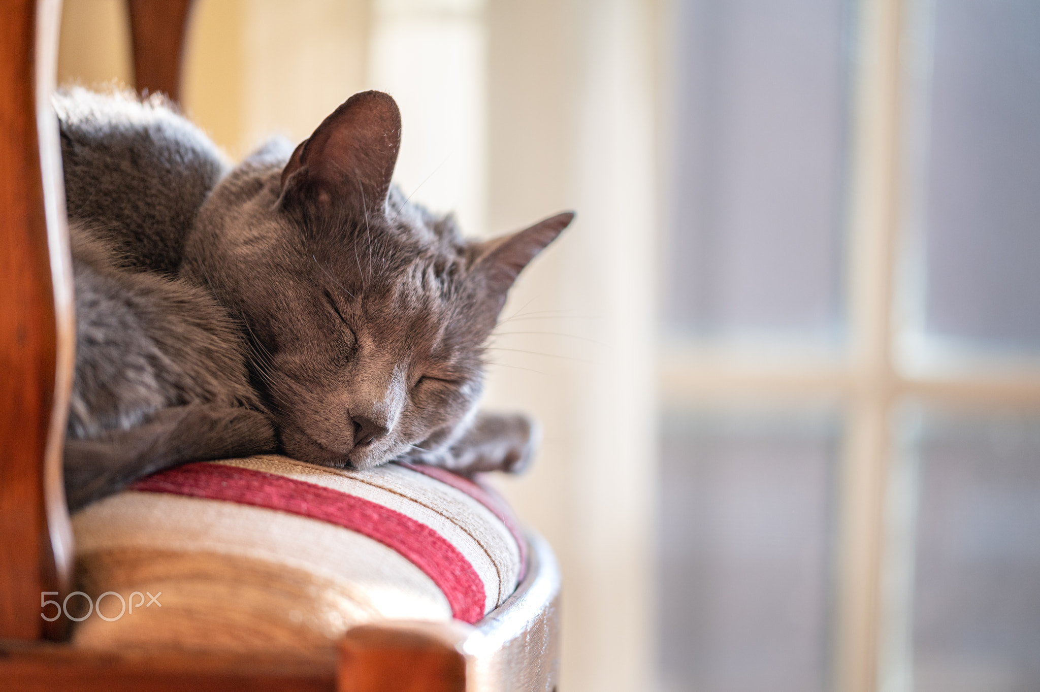 Russian Blue Cat Asleep on a Chair