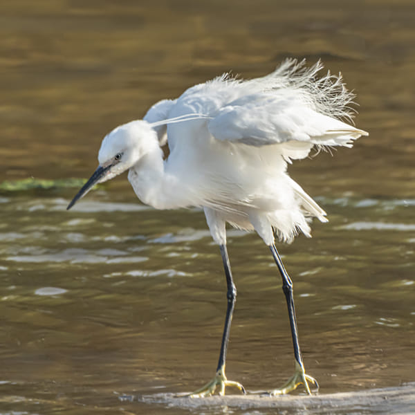 Little egret. Alone in the wind. by Boris Lichtman