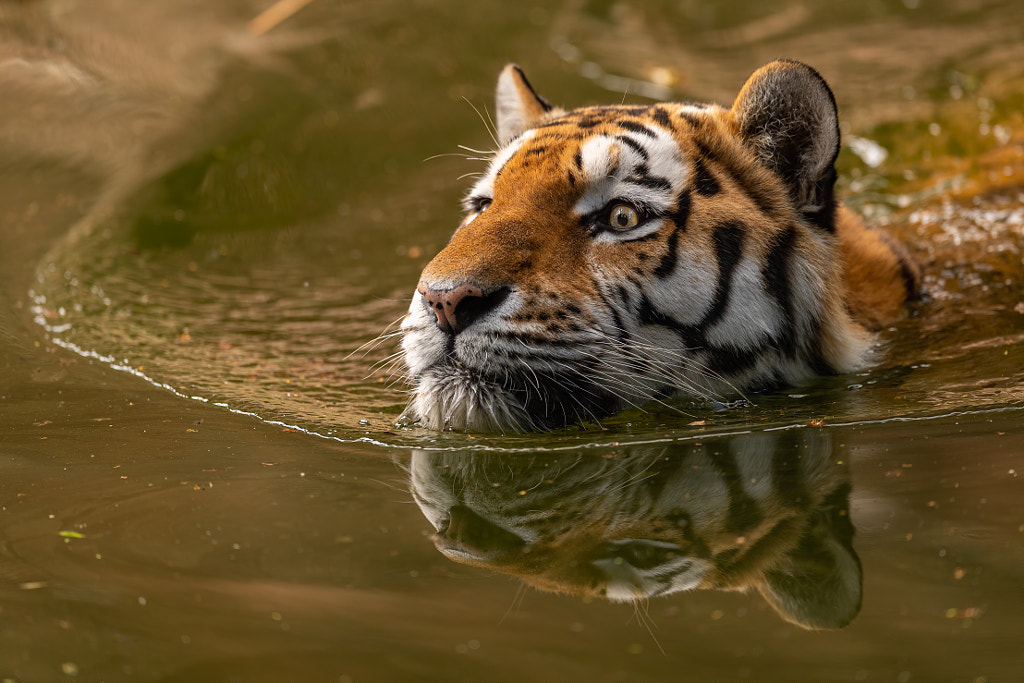 Swimming Tiger by Thorsten Rauch on 500px.com