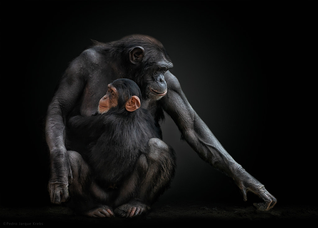 Happy World Chimpazee Day by Pedro Jarque Krebs on 500px.com