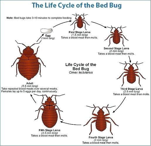 The trained bed bug treatment near me