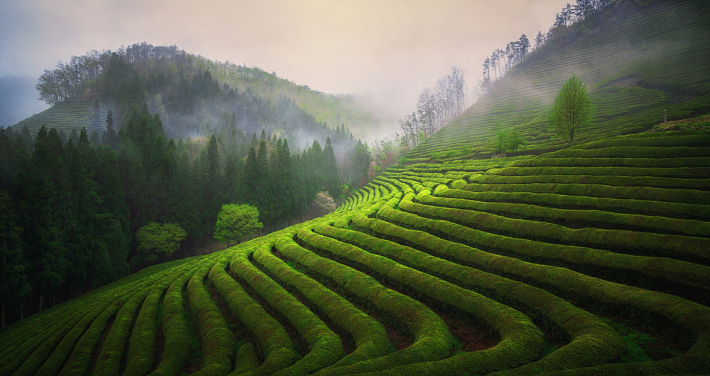 Green tea garden by Jaewoon U on 500px.com