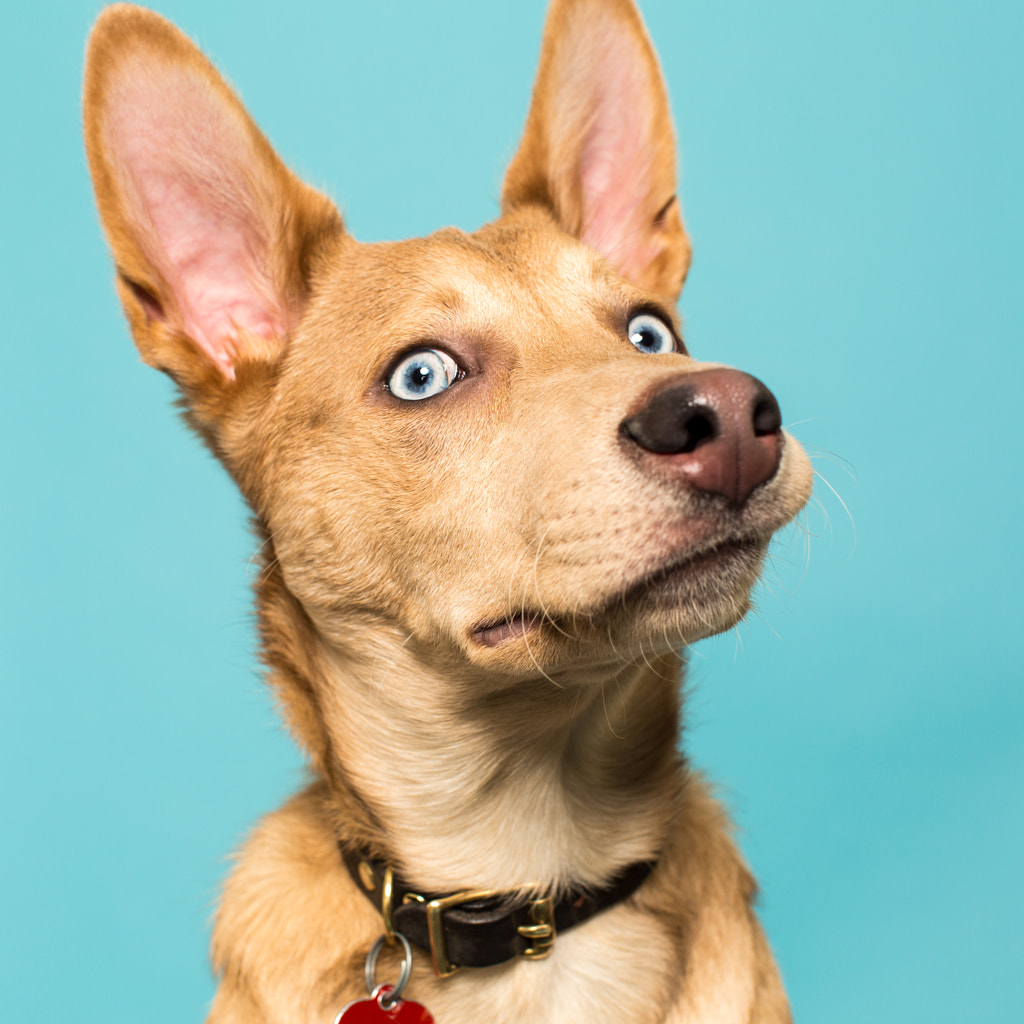 Native American Indian Dog by Raymond Haddad on 500px.com