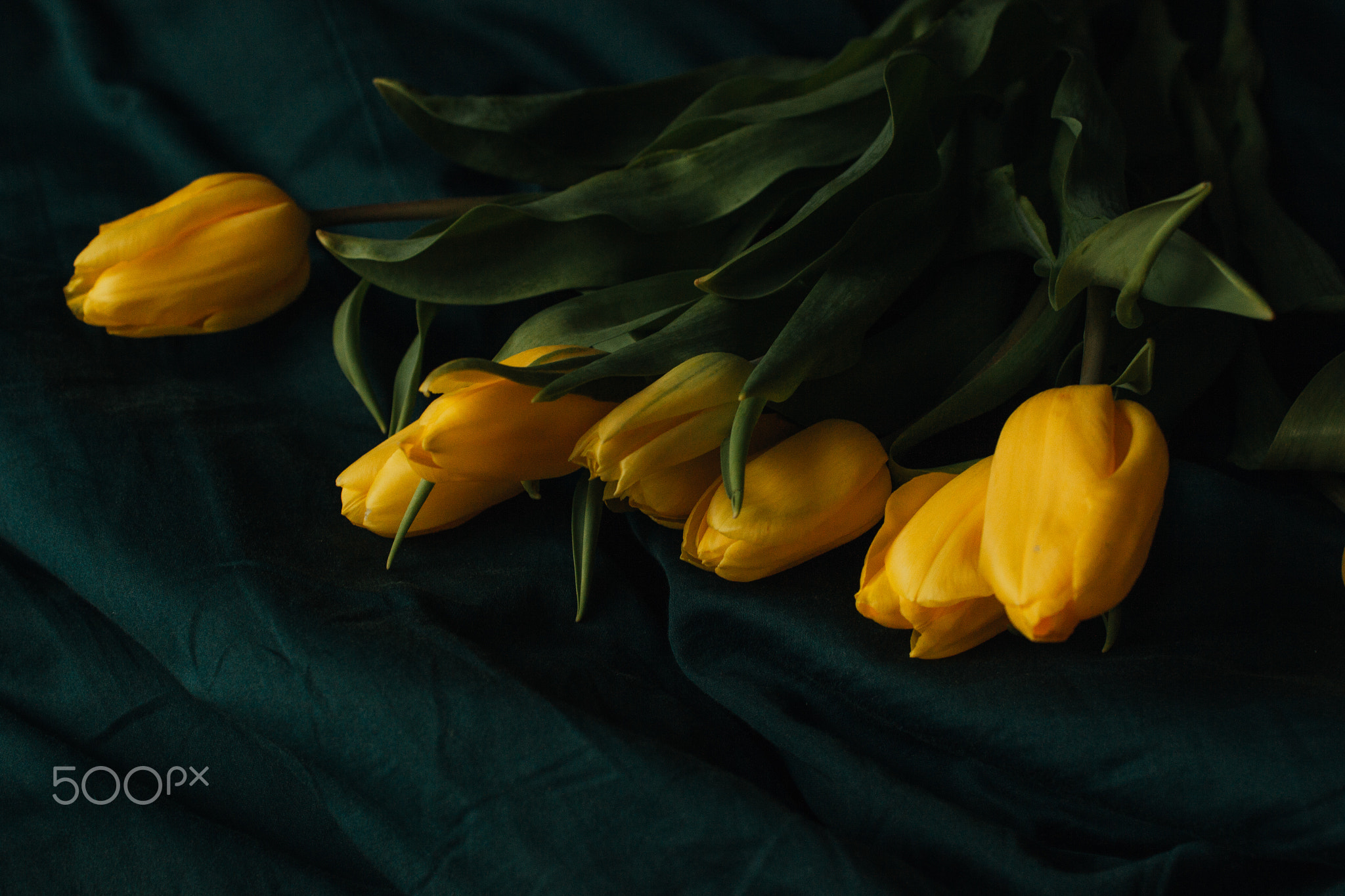 Bouquet Of Tulips On The Edge Of The Bed, Top View