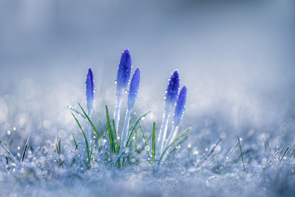 blue spring by Anke Kneifel on 500px.com