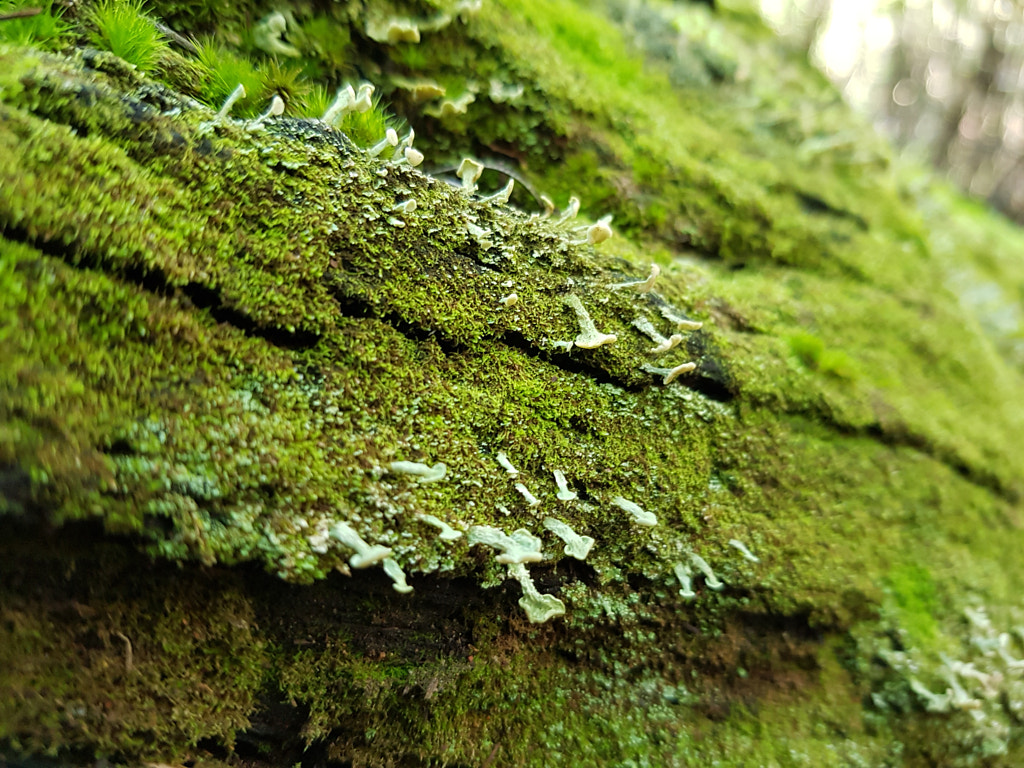 20200717_112143 by Elizabeth Fitzgerald on 500px.com