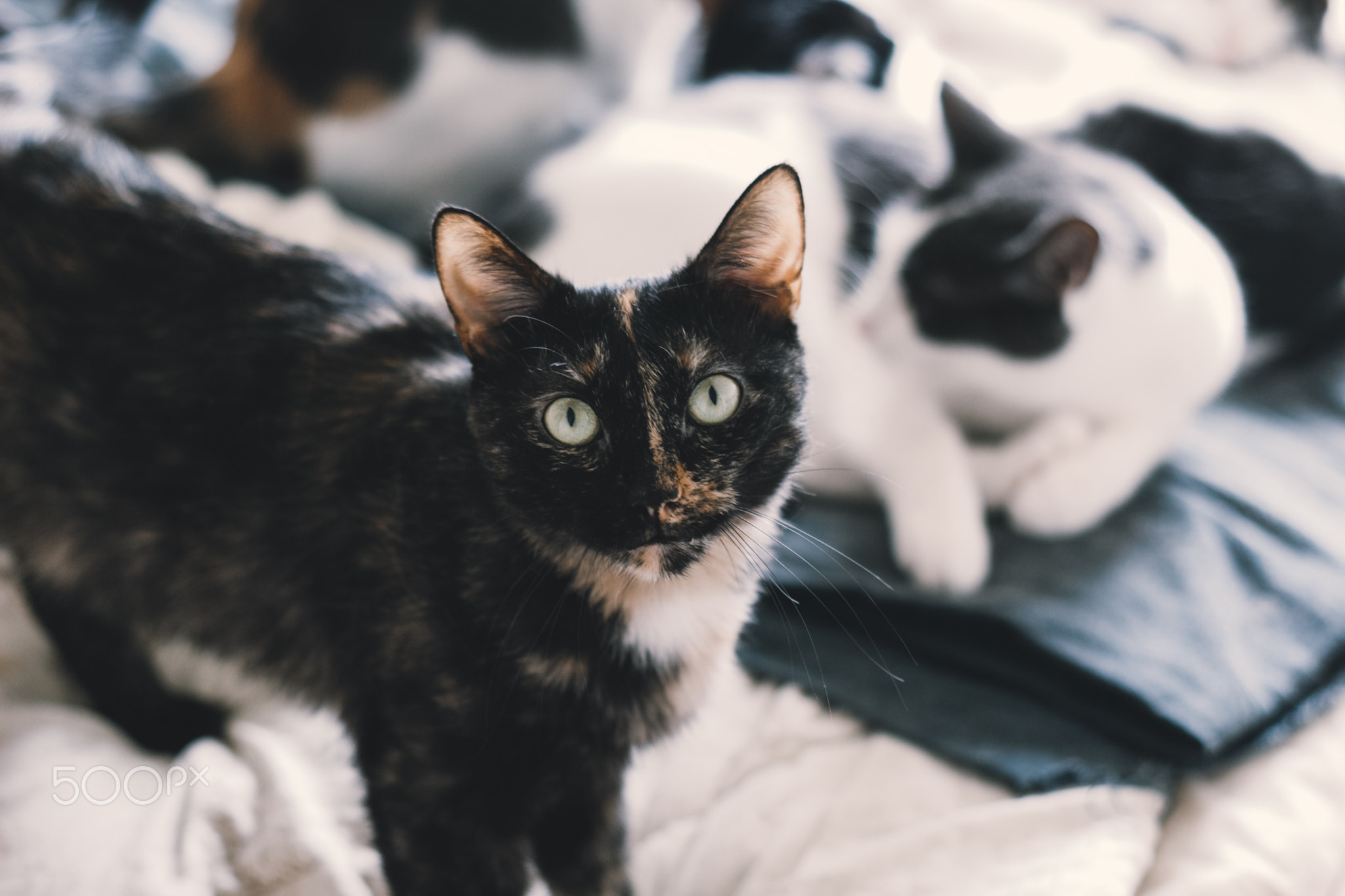 beautiful cat looking at the camera in the bed in the foreground lies 
