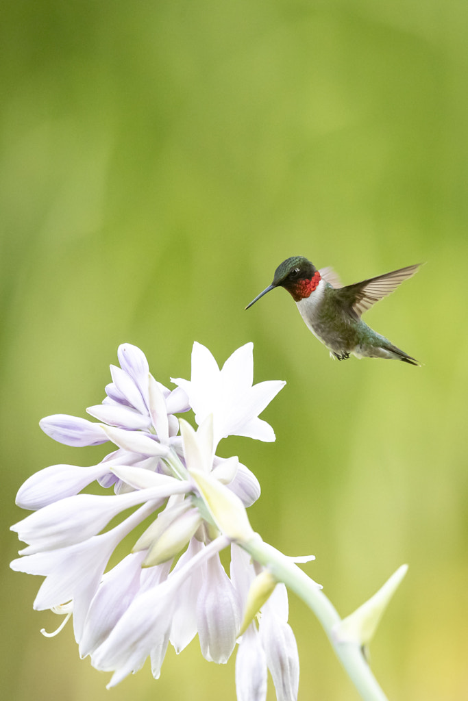 Little Visitor by Jacques-Andre Dupont on 500px.com