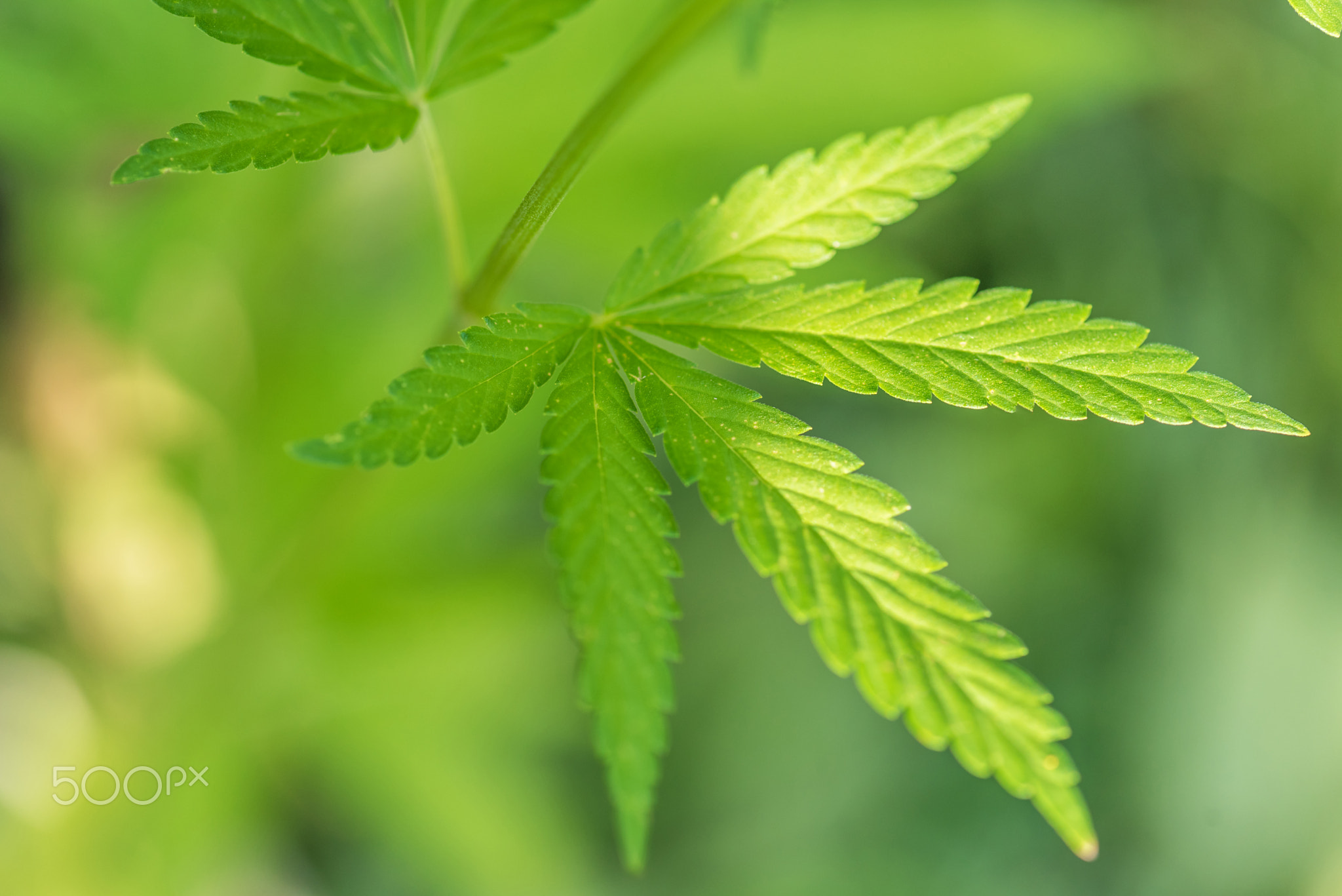 Cannabis bush close up.