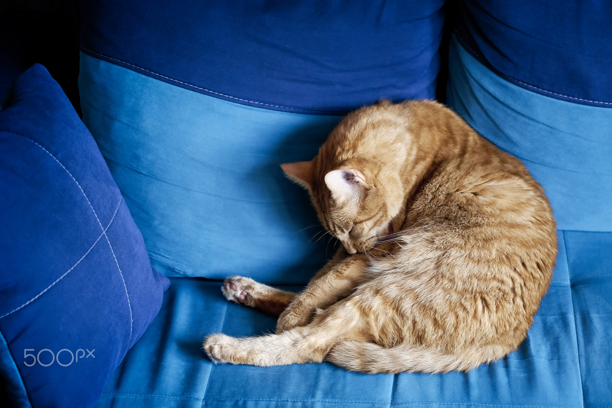 Funny ginger cat taking a nap on a comfortable sofa.