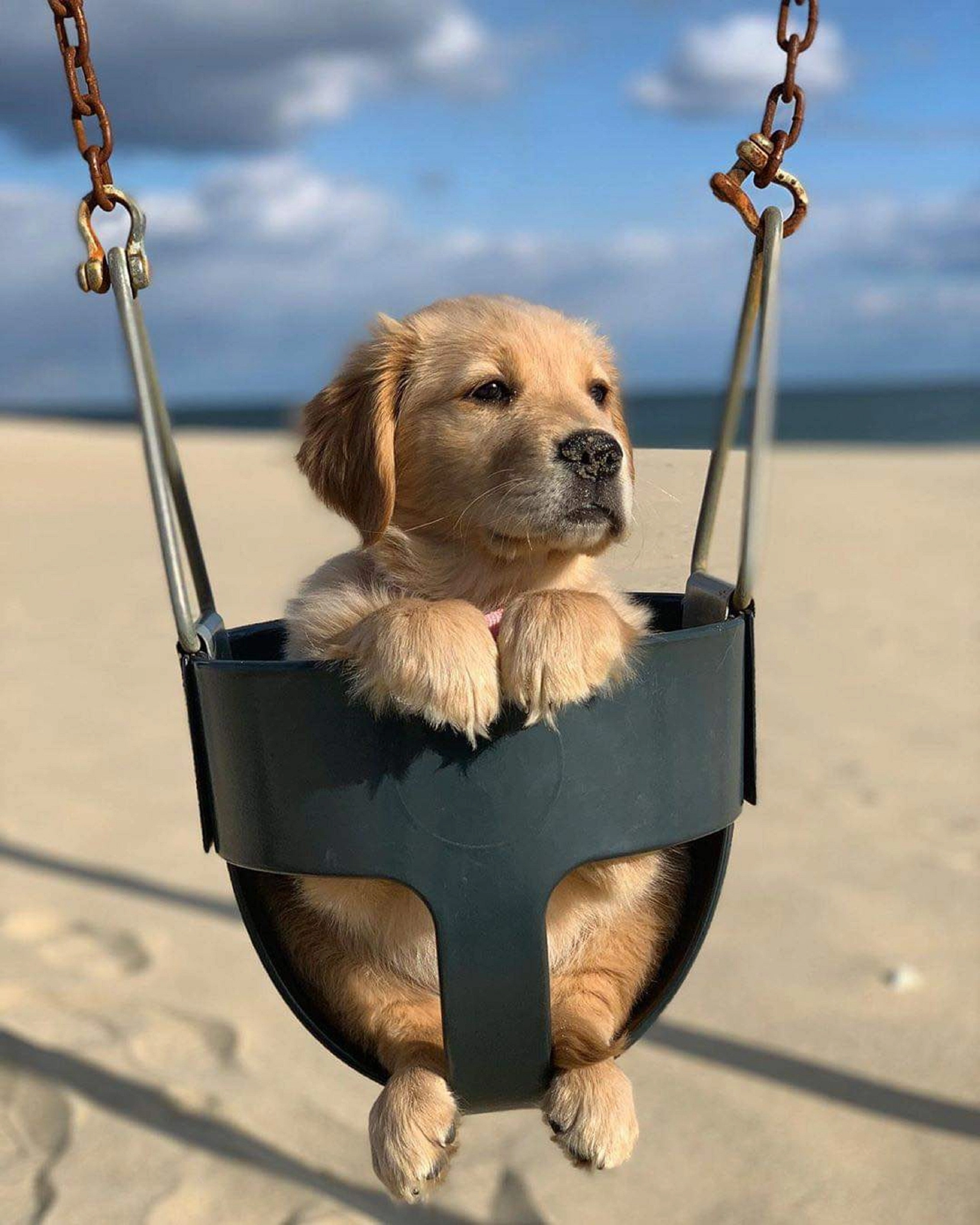 swing a pup