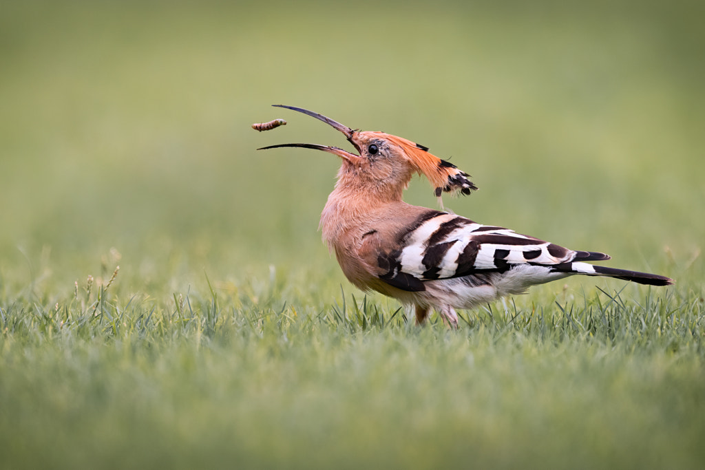 Hoopoes by NiStar PS on 500px.com