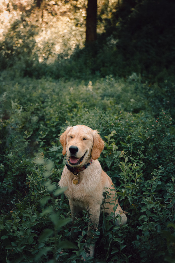 the new pup by Sam Brockway on 500px.com